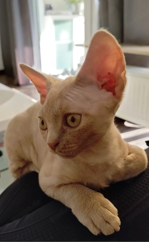 Devon Rex Mädchen