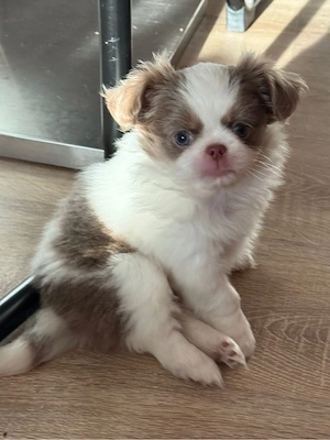 chihuahua Babys 