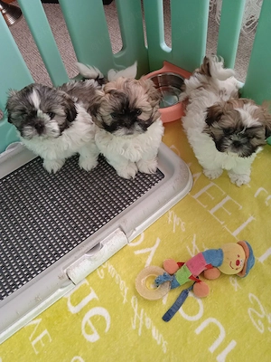 Shih-Tzu Welpen 
