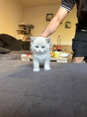 Babys Katze Bkh 