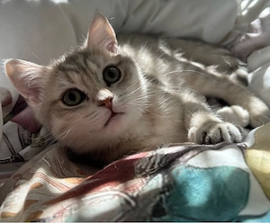 Reinrassige BKH Kitten mit Stammbaum abgabereit eine Mädchen noch  frei.