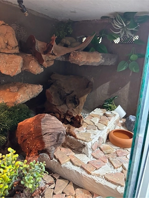Leopardgecko mit Terrarium 120 60 60 Bild 5