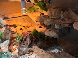 Leopardgecko mit Terrarium 120 60 60 Bild 3
