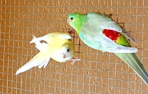 Singsittich Hahn gesucht