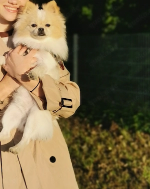 Deckrüde Pomchi