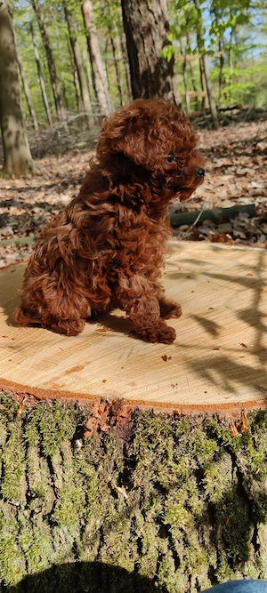 Superkleiner teacup pudelrüde.
