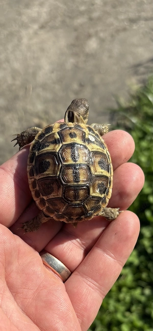 Griechische Landschildkröten Toskana (Thh)