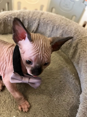 Canadian Sphynx Baby-Bub mit Tasthaare Bild 2