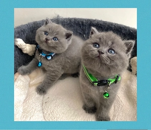 Reinrassige BKH Kitten in Blue