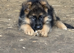 Schäferhund - Welpen