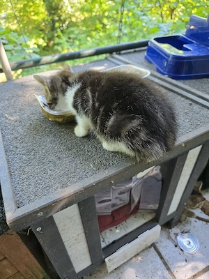 Kätzchen und Katerchen