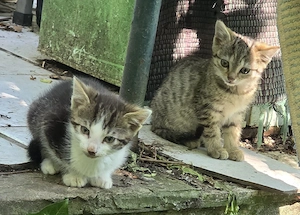Kätzchen und Katerchen