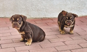 Traumhafte Französische Bulldoggen Welpen Seltene Farben 