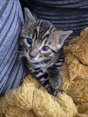 Bengalkitten reinrassig 