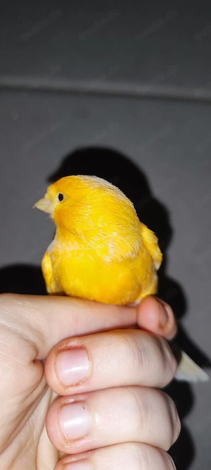 4 Kanarienvögel dringend abzugeben Bild 3