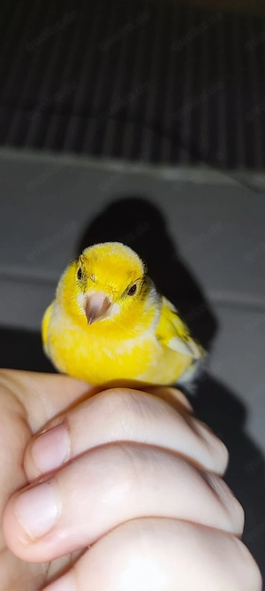 4 Kanarienvögel dringend abzugeben Bild 4