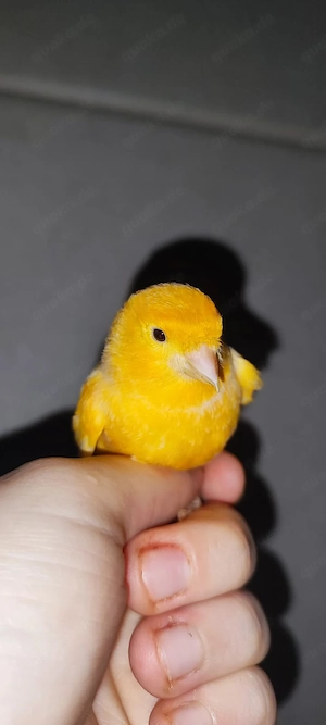 4 Kanarienvögel dringend abzugeben Bild 2