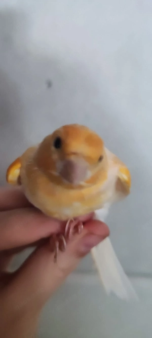 4 Kanarienvögel dringend abzugeben