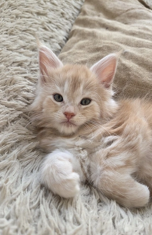 Maine Coon Kitten 