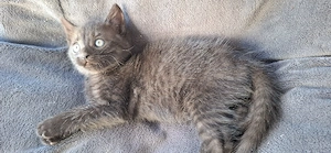Schwarz getigertes Katzenbaby