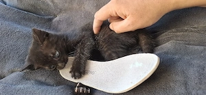 Schwarz getigertes Katzenbaby Bild 2