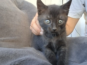 Schwarz getigertes Katzenbaby Bild 3
