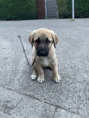Kangal hündin sucht ein neues zur hause 