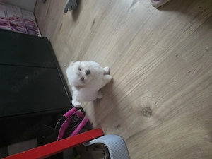 Malteser welpen