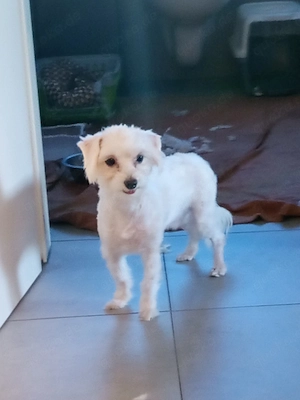 Bichon Malteser mini 