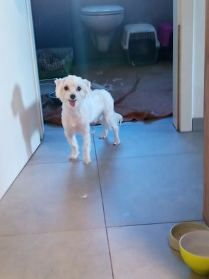 Bichon Malteser mini 