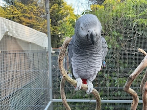 Graupapageien Pärchen