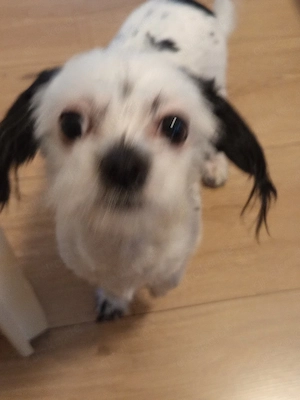  Havanese mini Toy  