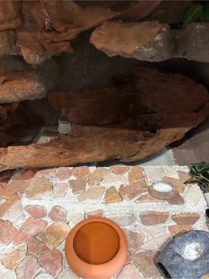 Leopardgecko mit Terrarium 120 60 60 Bild 7