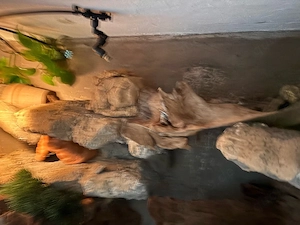 Leopardgecko mit Terrarium 120 60 60 Bild 6