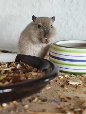 Rennmaus Bub 6 Monate