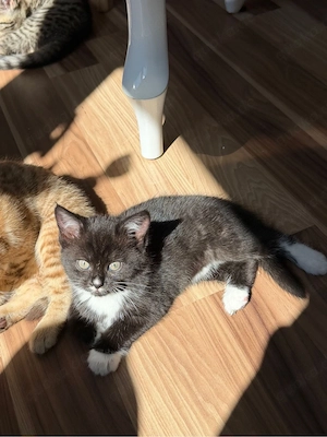 süße BKH kitten