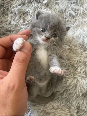 BKH Baby Katzen 