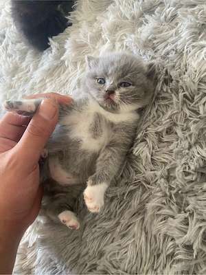 Süße Baby Kitten 