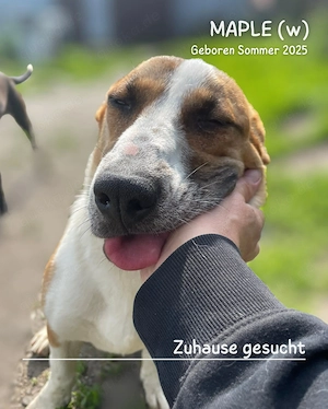 junge, kleine, offene, soziale, liebe Hündin "Maple" sucht ein liebevolles Zuhause Bild 2