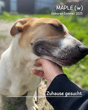junge, kleine, offene, soziale, liebe Hündin "Maple" sucht ein liebevolles Zuhause Bild 6