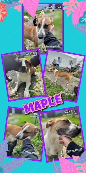junge, kleine, offene, soziale, liebe Hündin "Maple" sucht ein liebevolles Zuhause