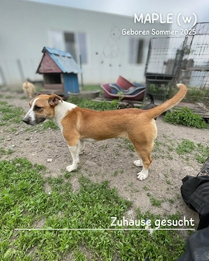 junge, kleine, offene, soziale, liebe Hündin "Maple" sucht ein liebevolles Zuhause Bild 3