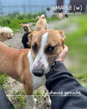 junge, kleine, offene, soziale, liebe Hündin "Maple" sucht ein liebevolles Zuhause Bild 5
