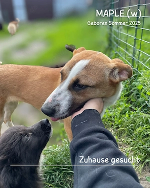 junge, kleine, offene, soziale, liebe Hündin "Maple" sucht ein liebevolles Zuhause Bild 7