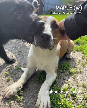 junge, kleine, offene, soziale, liebe Hündin "Maple" sucht ein liebevolles Zuhause Bild 4