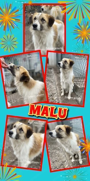 fröhlicher, wunderschöner, mit Artgenossen super verträglicher Rüde "Malu" sucht ein Zuhause