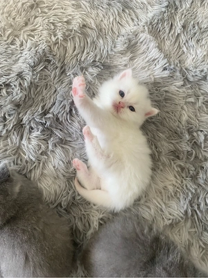 Süße Weiße Kitten BKH