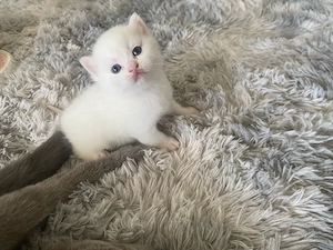 Süße BKH Katzen 