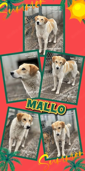 lieber, wunderschöner, menschenbezogener Rüde "Mallo" sucht ein liebevolles Zuhause