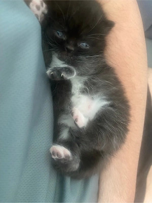 Süße Katzen Mädchen 